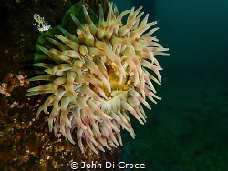 Painted Anemone in Puget Sound by John Di Croce 